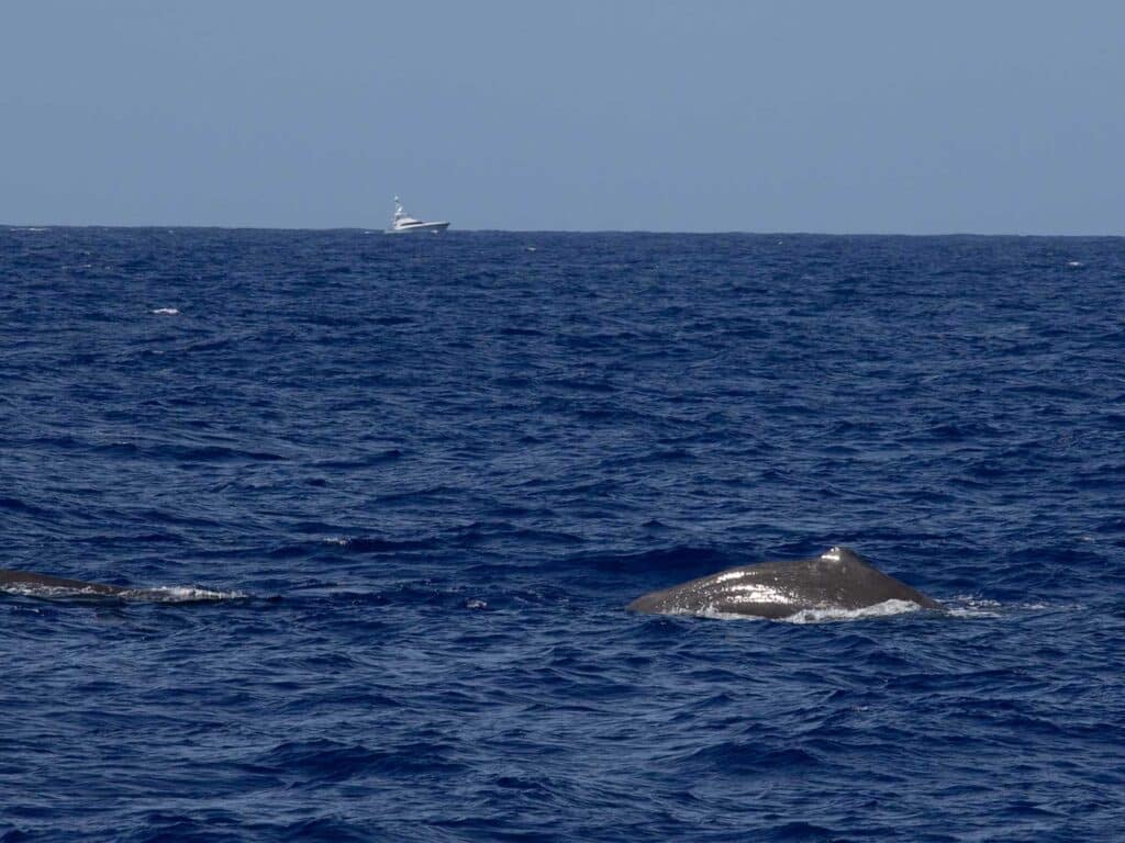 A right whale breaching the surface of the ocean. Sport-fishing boats can be seen on the horizon.