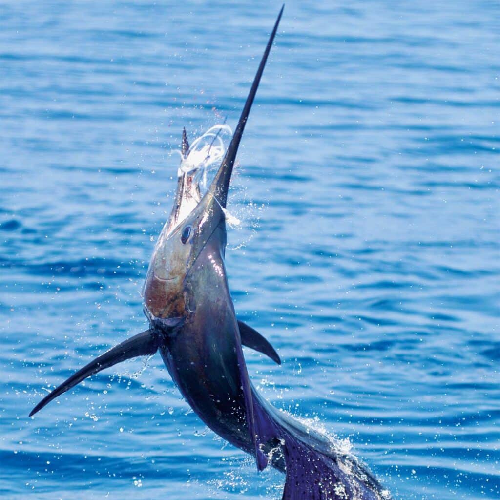 A sailfish mid-jump as it breaches the ocean.