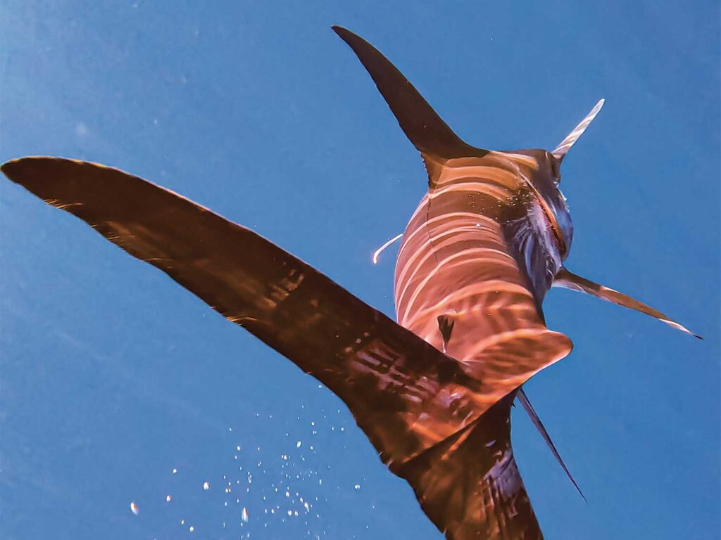 A Mediterranean swordfish