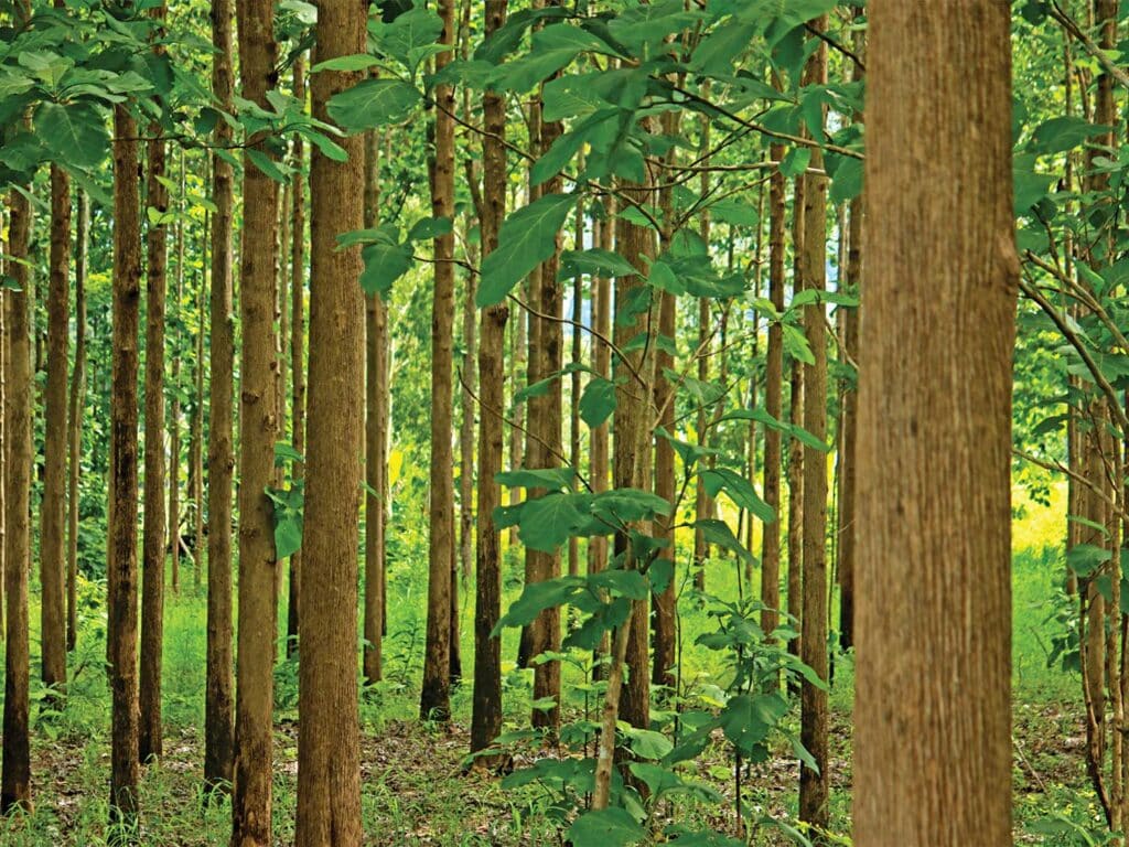 A Burmese teak forest.