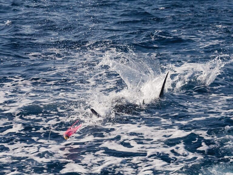 A billfish on the teaser, thrashing in the water.