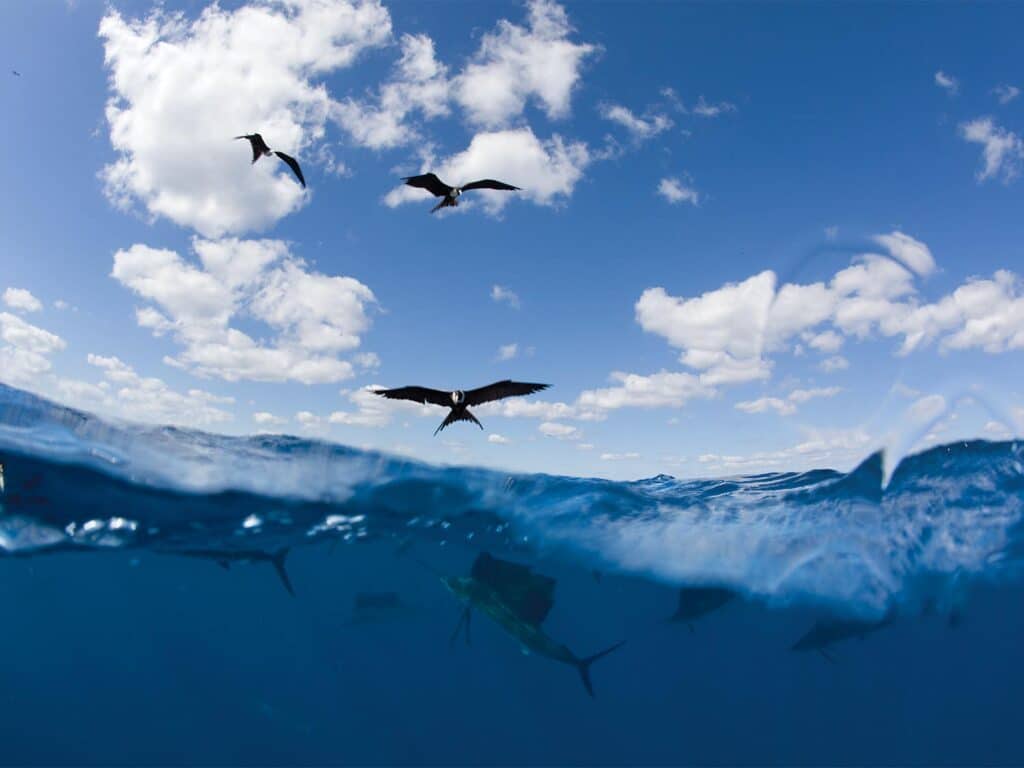 A flock of seabirds flying over the ocean over a sailfish underwater.