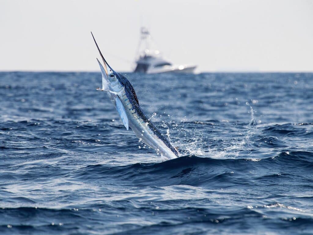 A white marlin mid-breach out of the water.