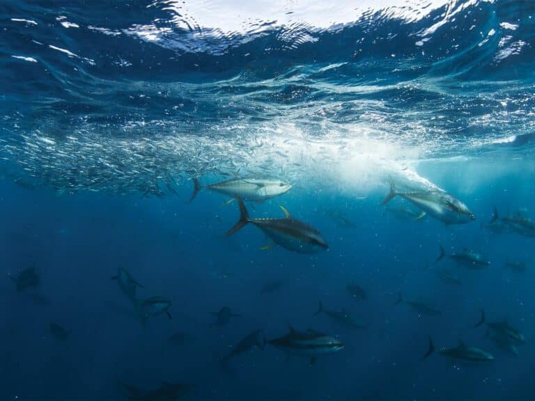 An underwater image of yellowfin tuna.
