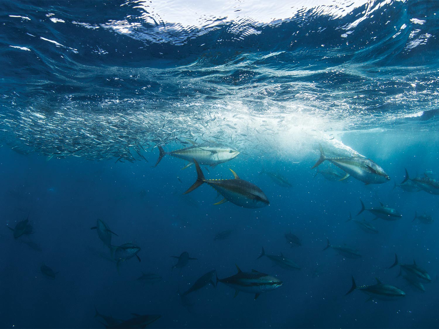 How Ocean Currents and Eddies Fuel the World’s Most Productive Sport Fisheries