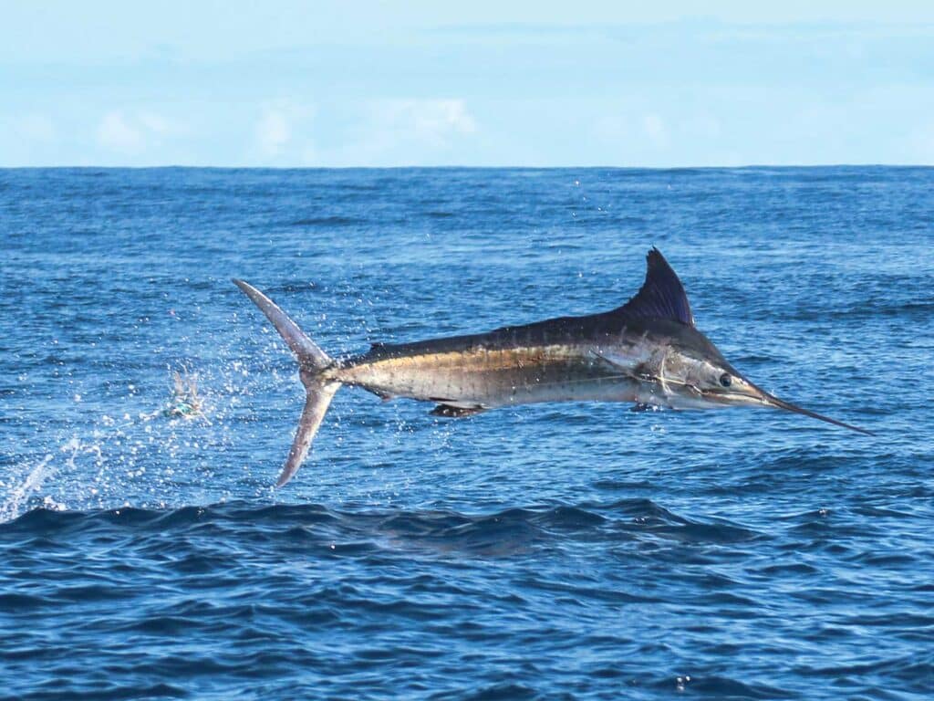 A large striped marlin jumps out of the ocean.