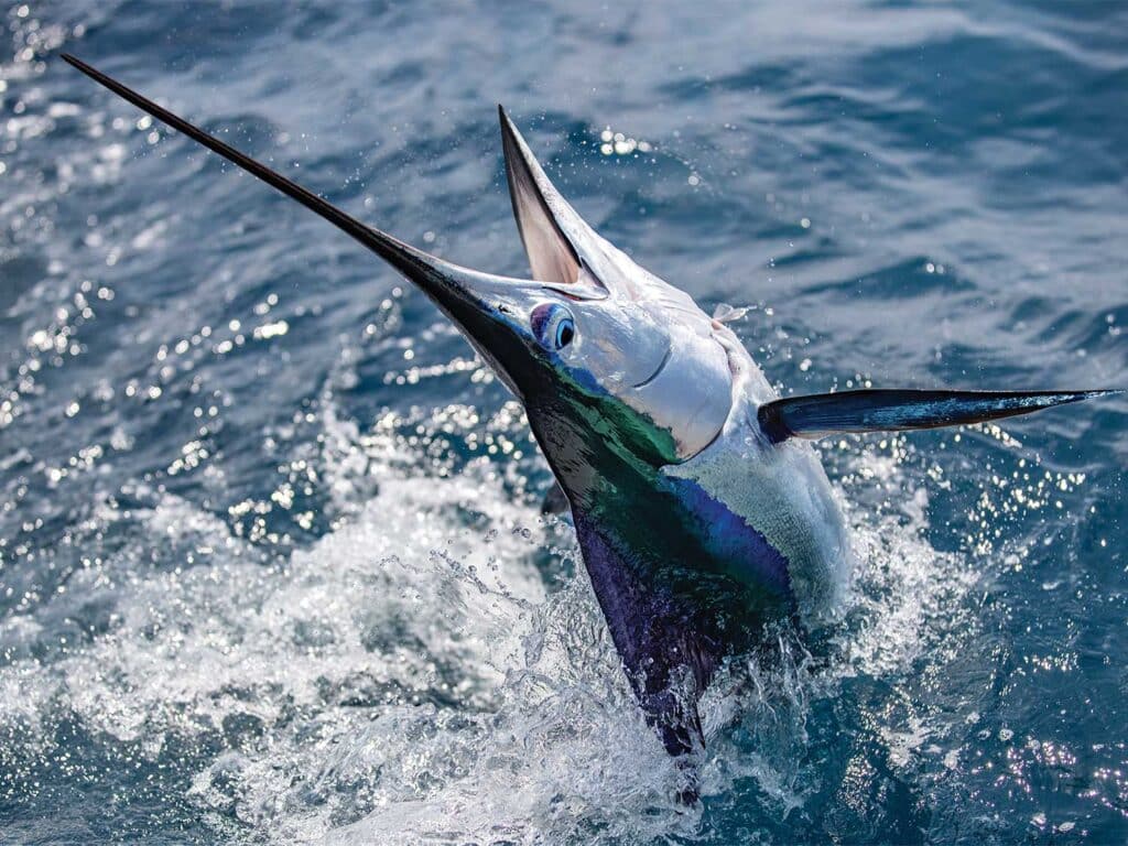 A white marlin midbreach in its jump out of the ocean.