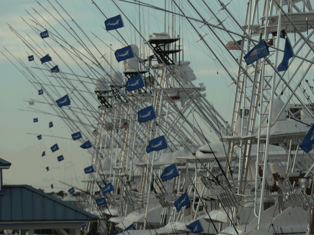 A lineup of sport-fishing boats with marlin release flags flying from the rigging.