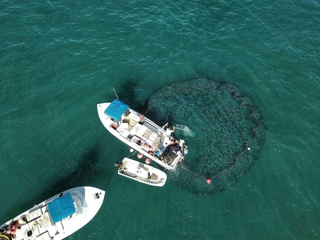 Aerial view of two baitfishing boats pulling up a net full of ballyhoo