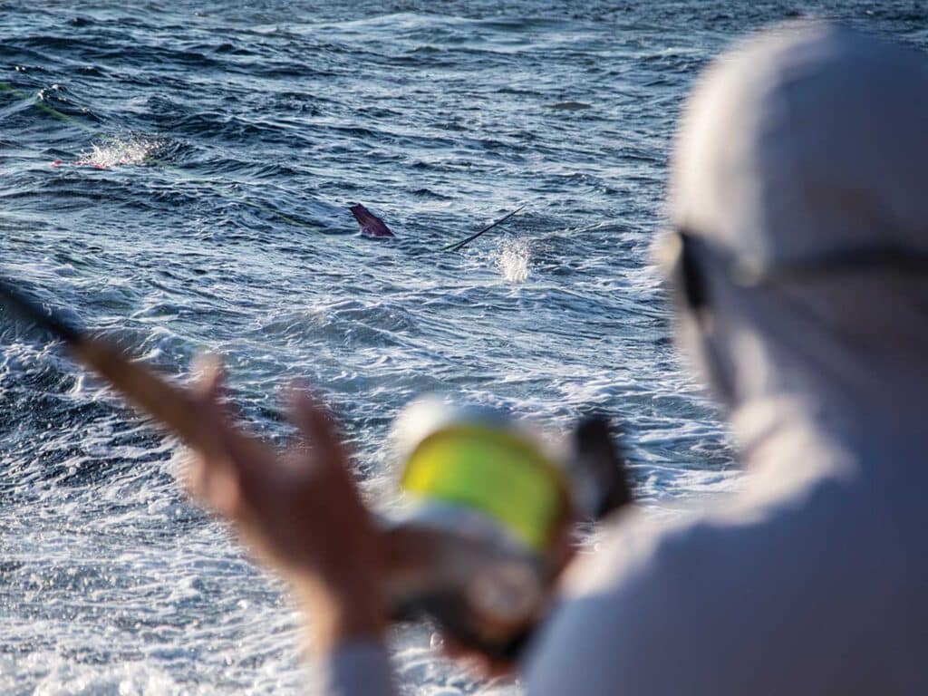 Angler looks on while a marlin is on the line.