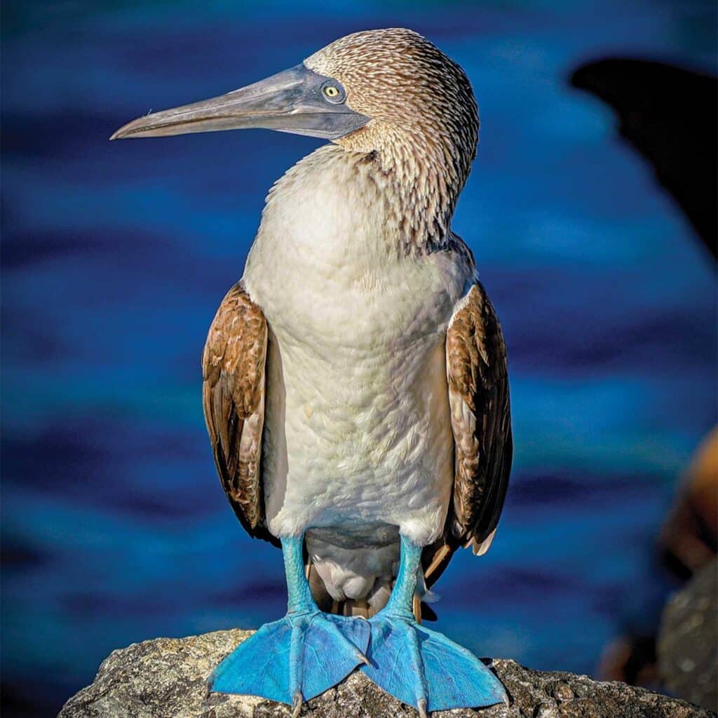 A blue footed booby bird.