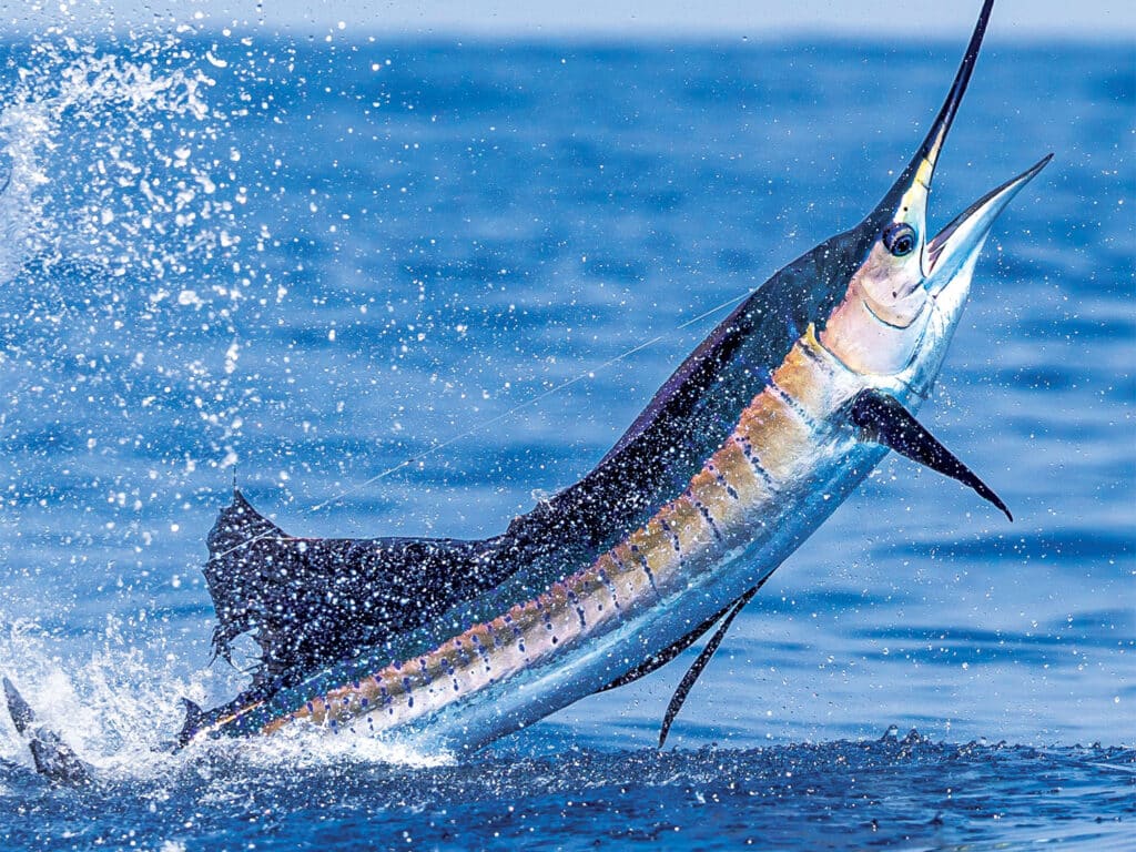 A large sailfish mid-jump out of the ocean.