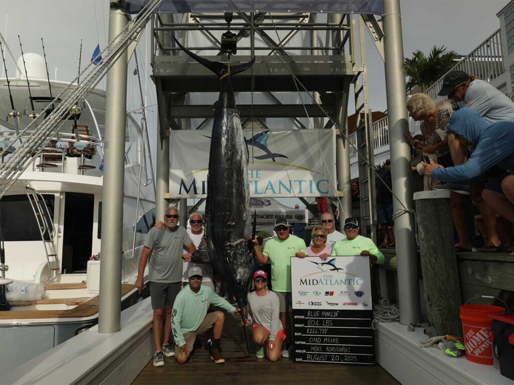 A group of anglers standing next to a large blue marlin being weighed.