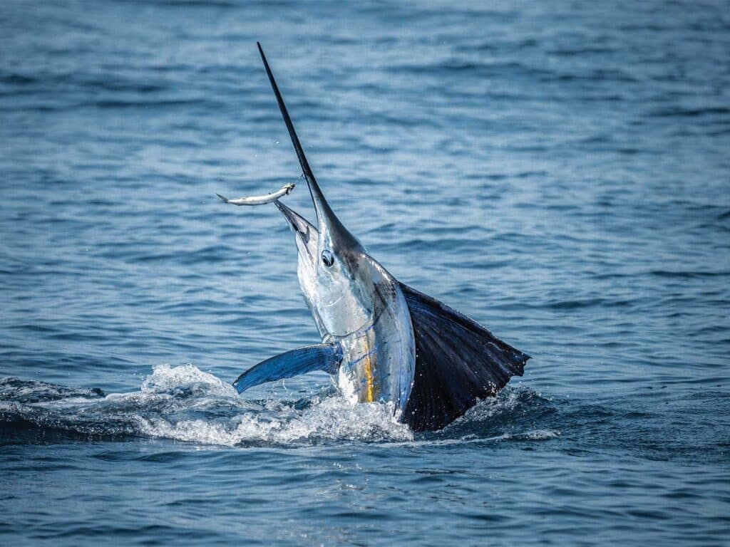 A sailfish on the line.