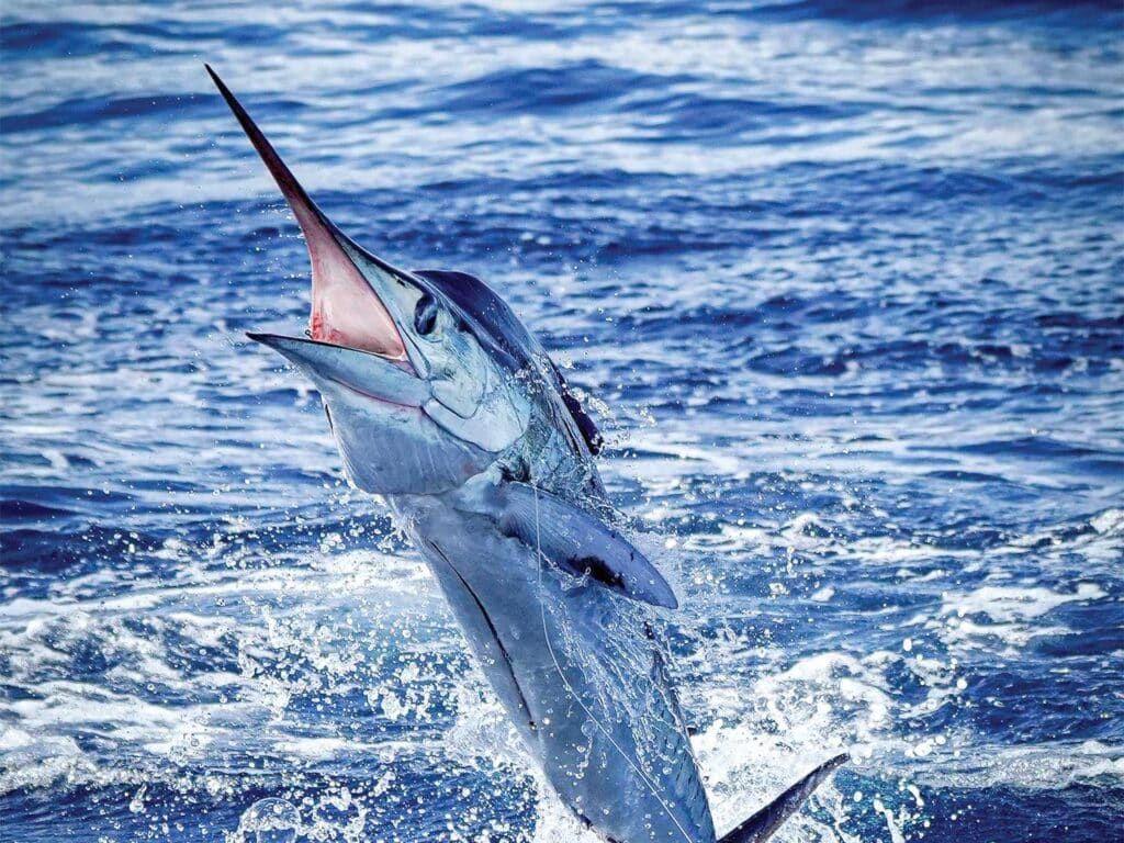 A striped marlin mid-jump out of the water.