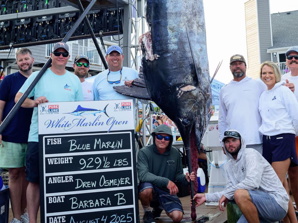 Anglers standing next to a large 929 pound blue marlin at weigh-in.