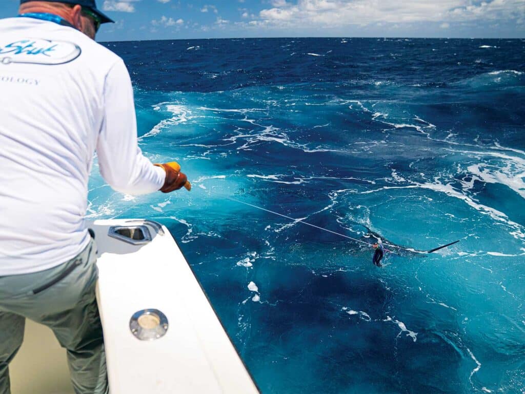 A crewmate pulling a Cape Verde blue marlin boatside.