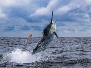 A billfish midjump in the ocean.
