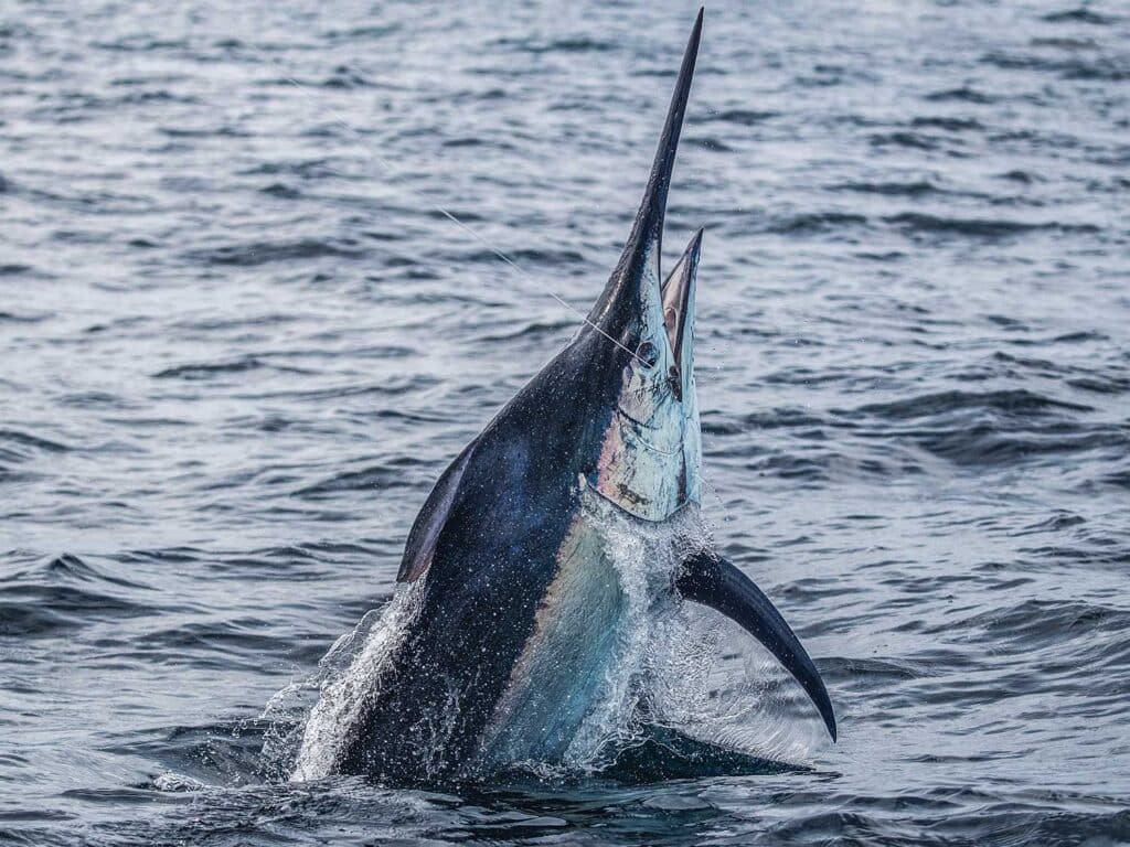 A black marlin midjump out of the water.