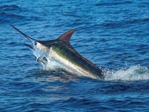 A Cape Verde blue marlin breaking the surface of the ocean.