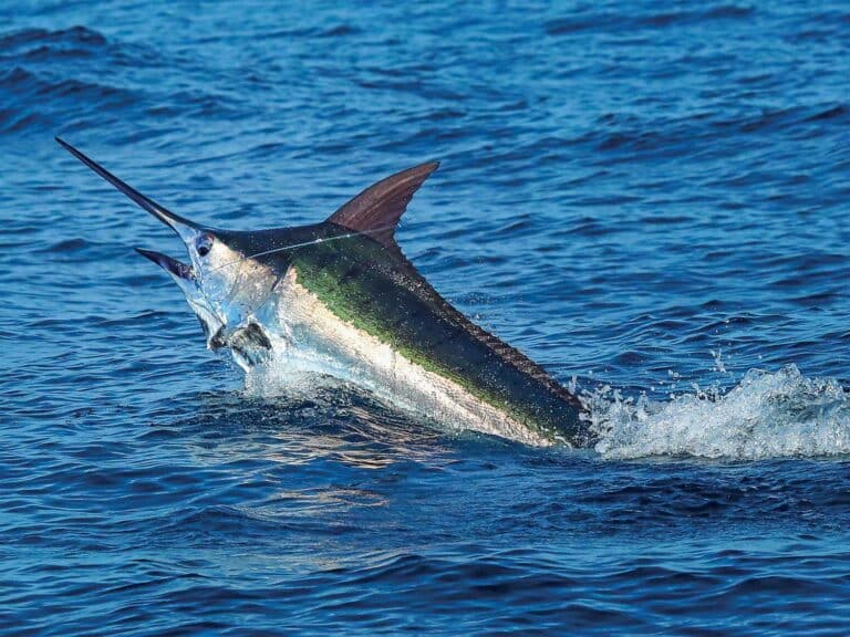 A Cape Verde blue marlin breaking the surface of the ocean.