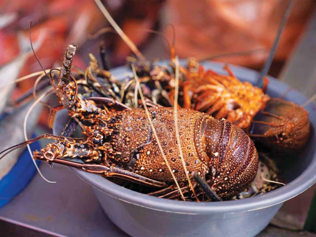 A bowl of shellfish.