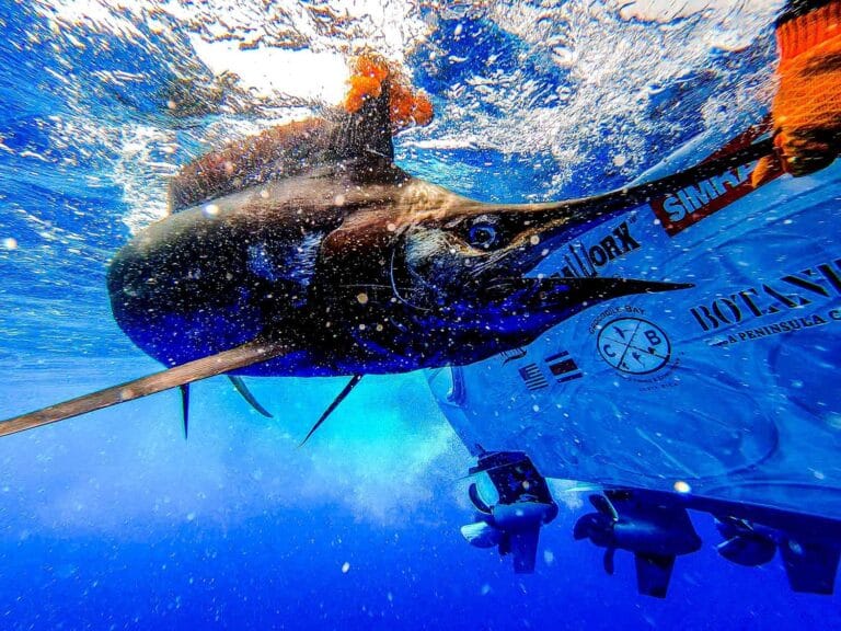 sailfish