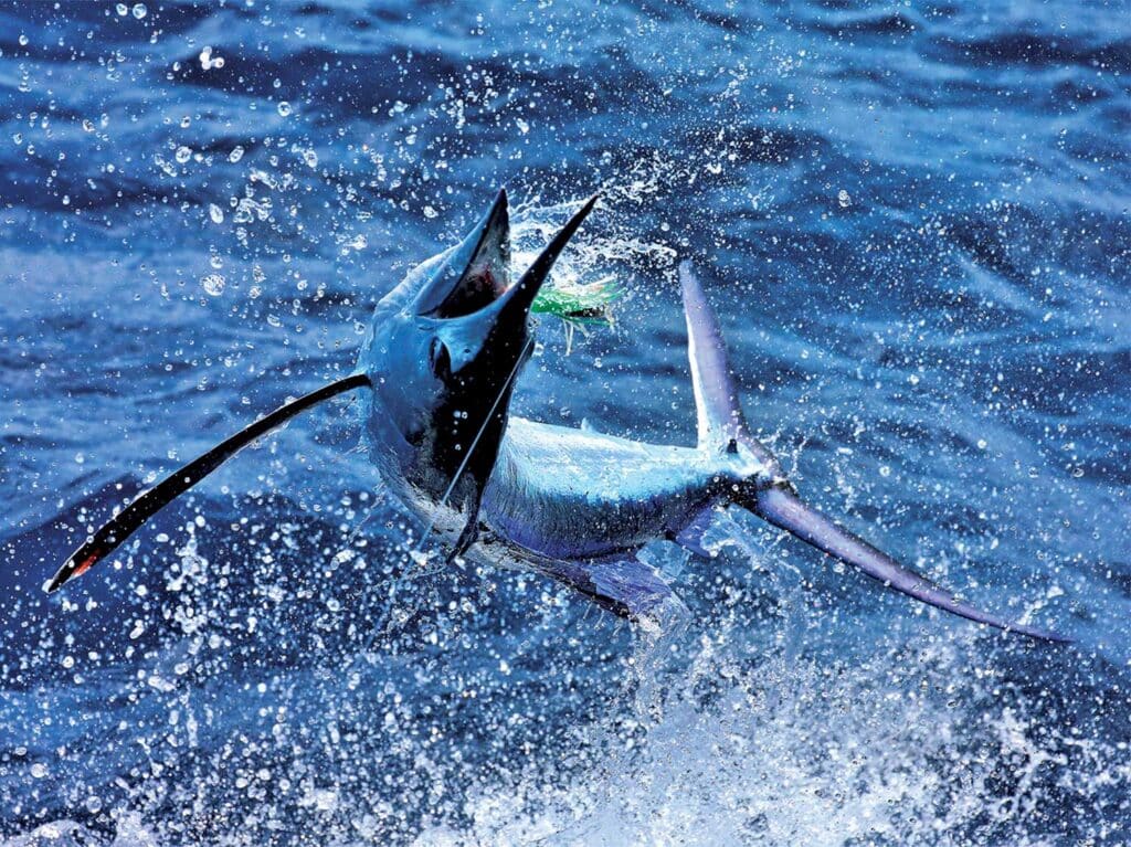 A longbill spearfish midair.