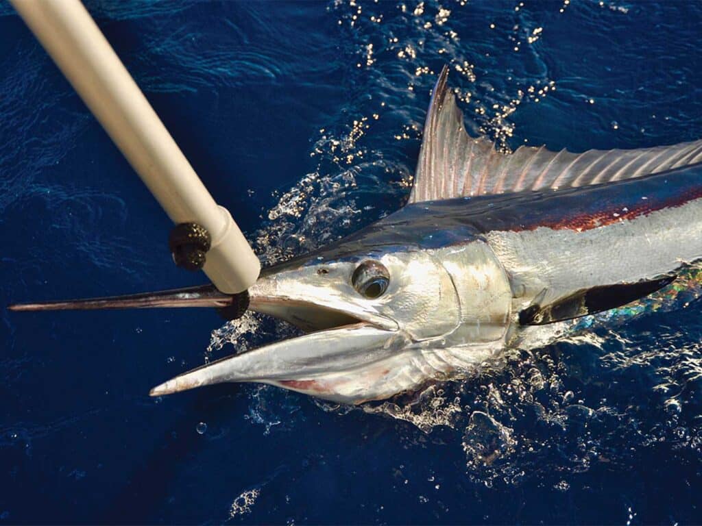 A Mediterranean spearfish pulled boatside.