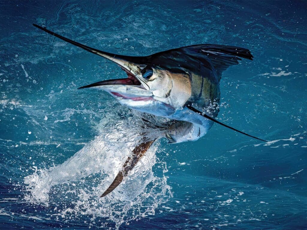 A Pacific sailfish mid-jump out of the ocean.