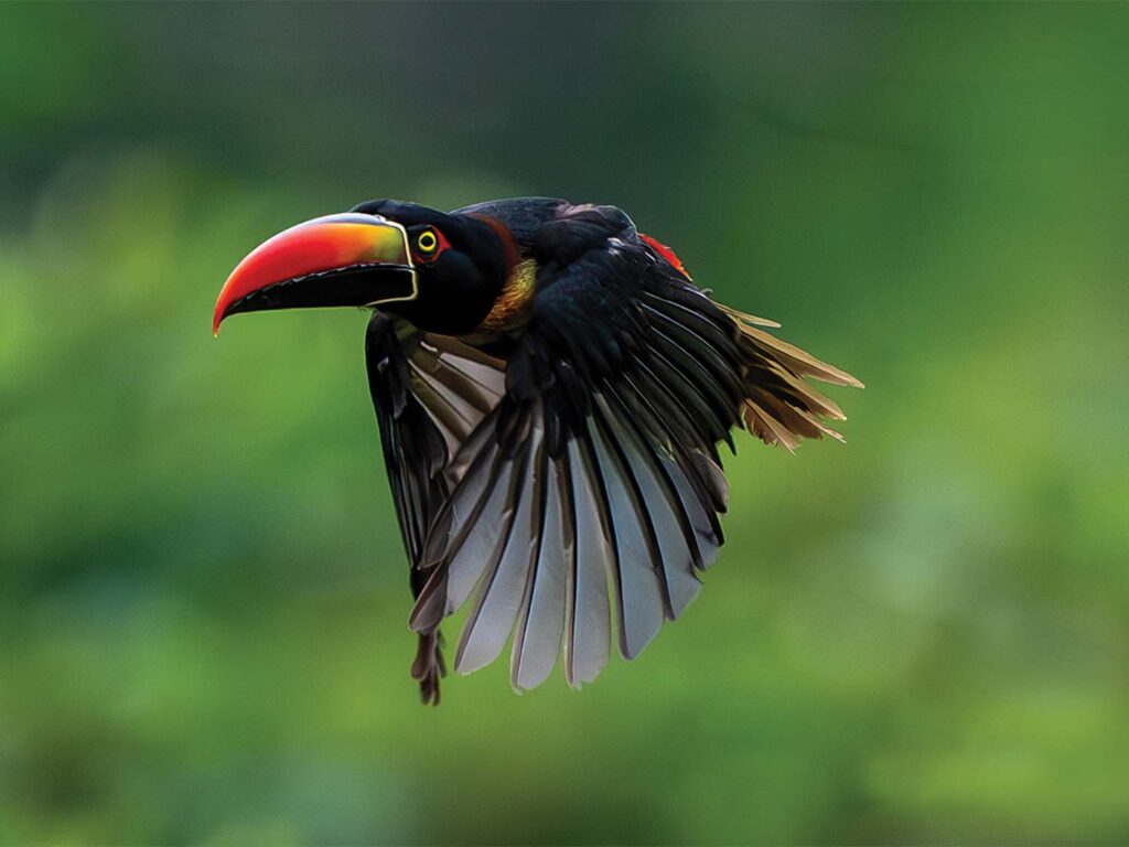 A tropical rainforest toucan mid-flight.