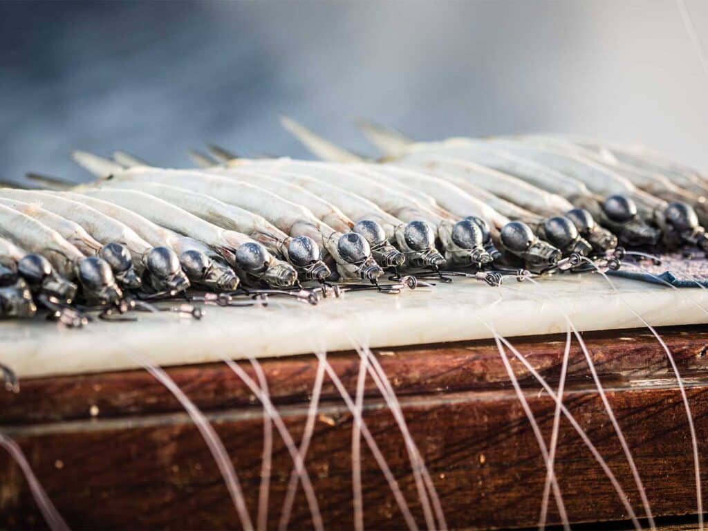 A row of rigged bait ready for use.