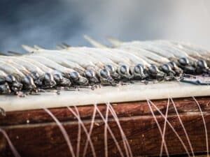 A row of rigged bait ready for use.