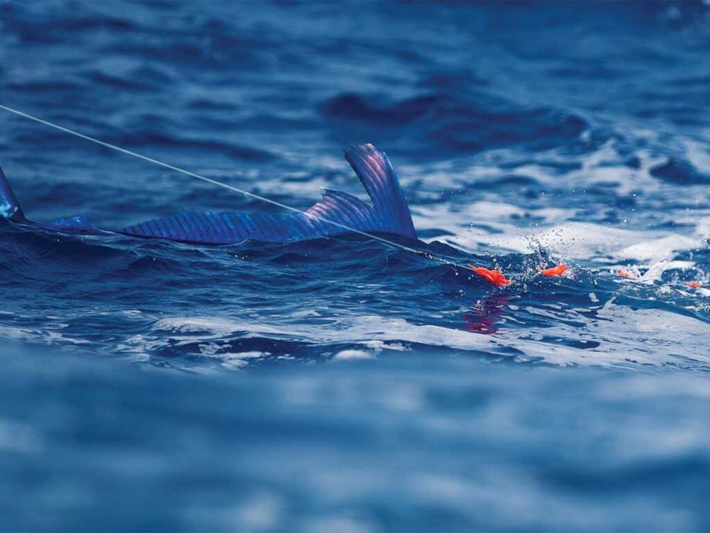 A roundscale spearfish breaching the ocean surface.