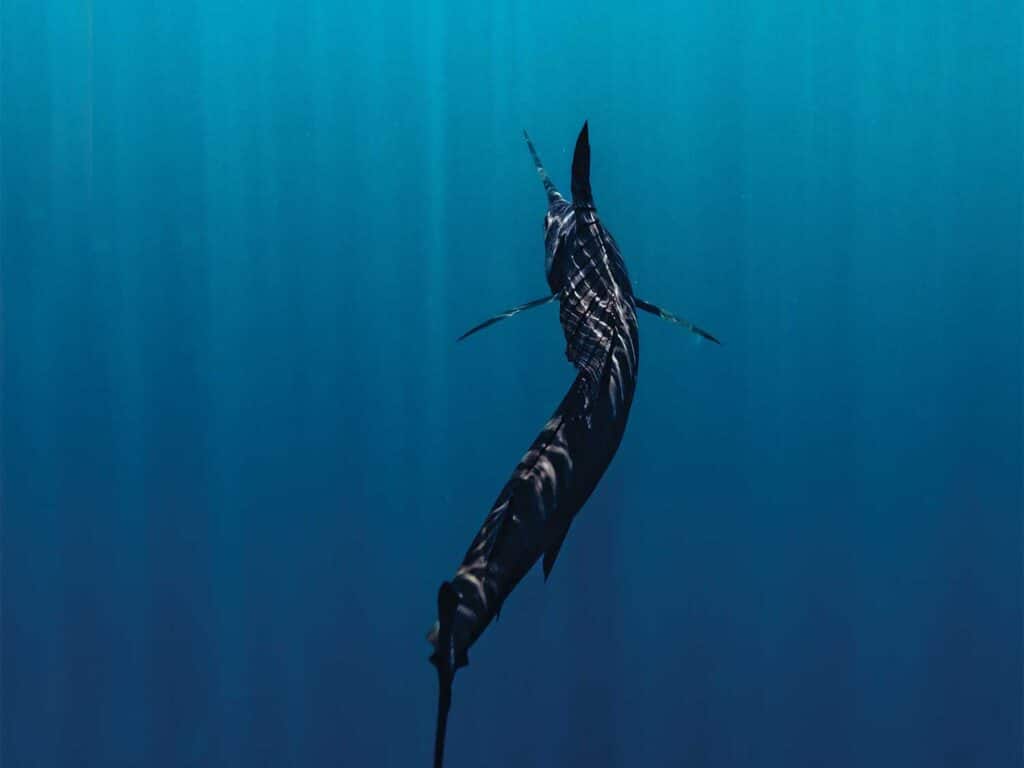 A sailfish swimming underewater.