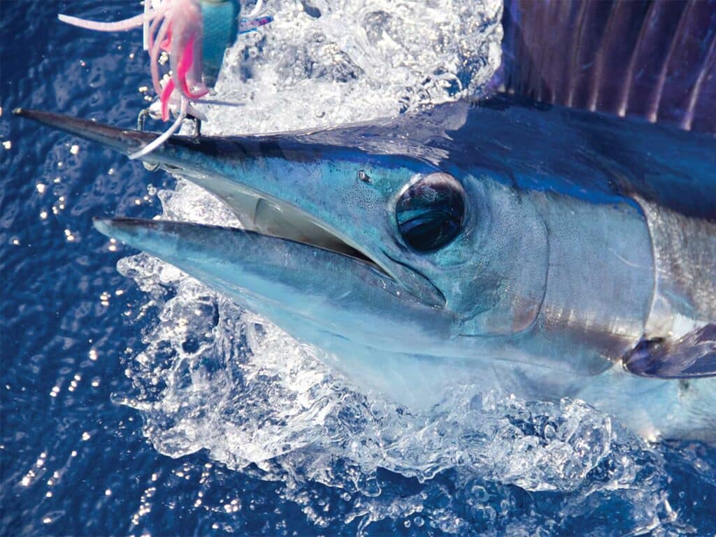 A shortbill spearfish breaching the ocean.