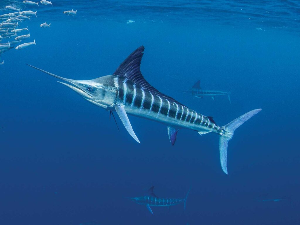 A striped marlin swimming underwater.