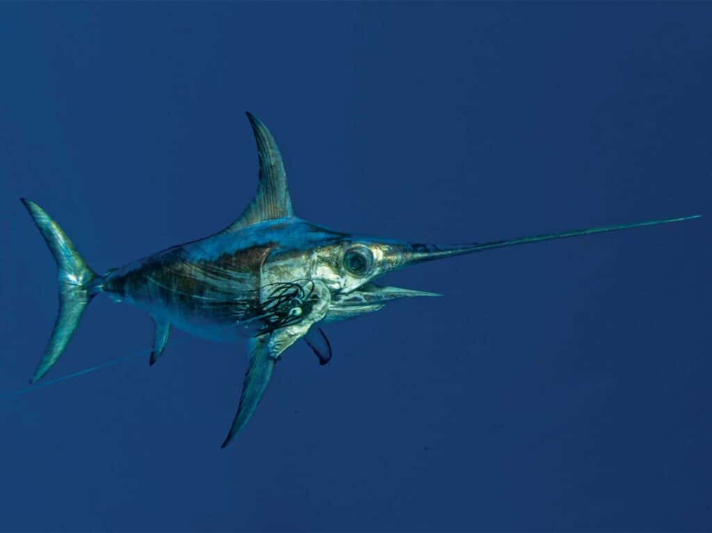 A swordfish swimming underwater.