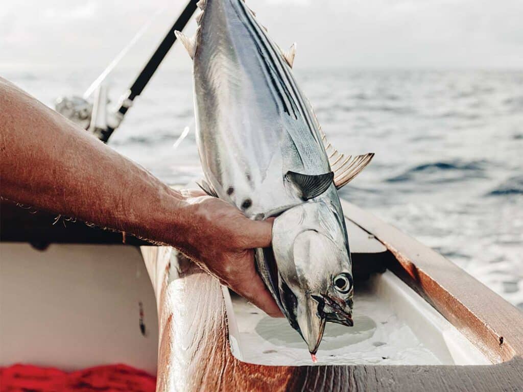 An angler holds up a tuna.