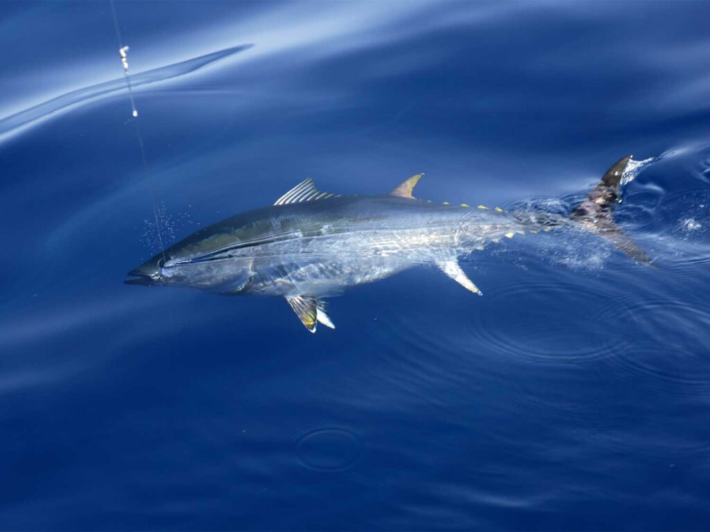 A tuna swimming underwater.