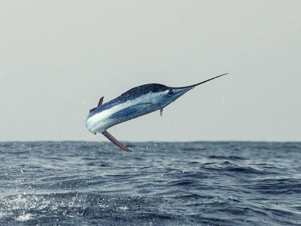 A white marlin midjump.