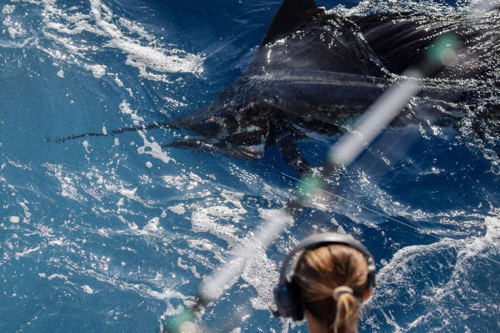 Anglers pull sailfish boatside.
