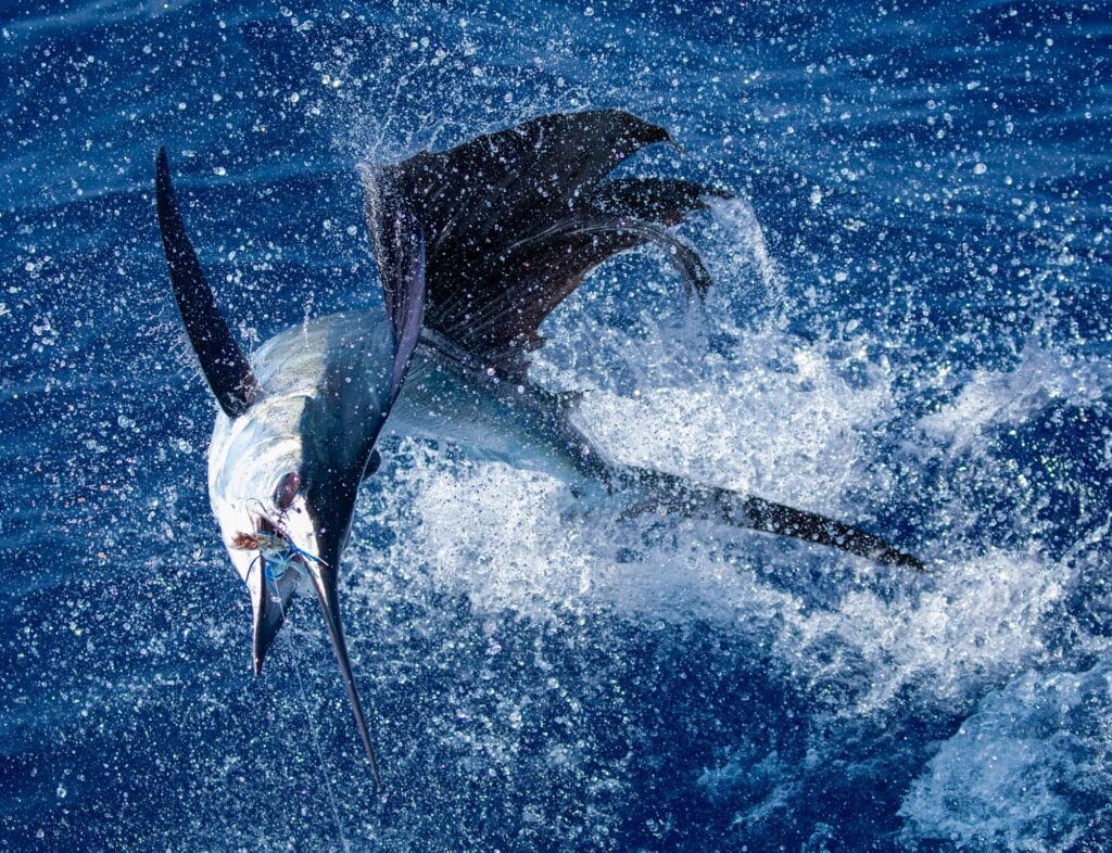 A sailfish splashing in the water.