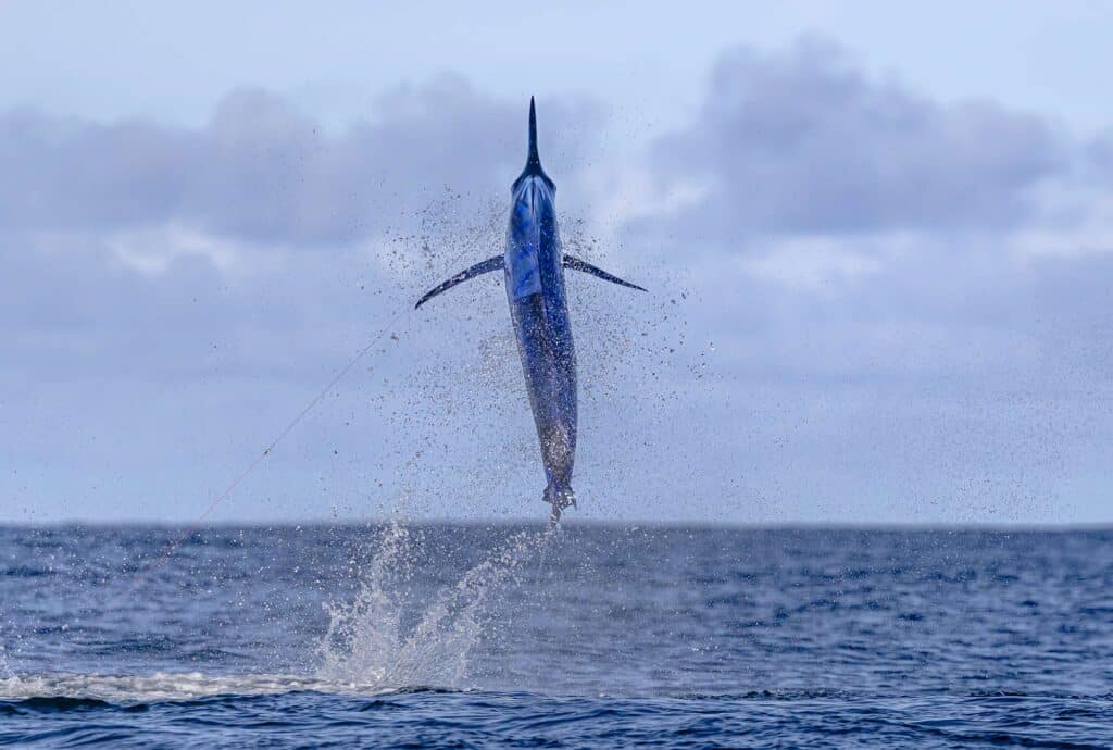 A large marlin breaking the surface of the ocean.