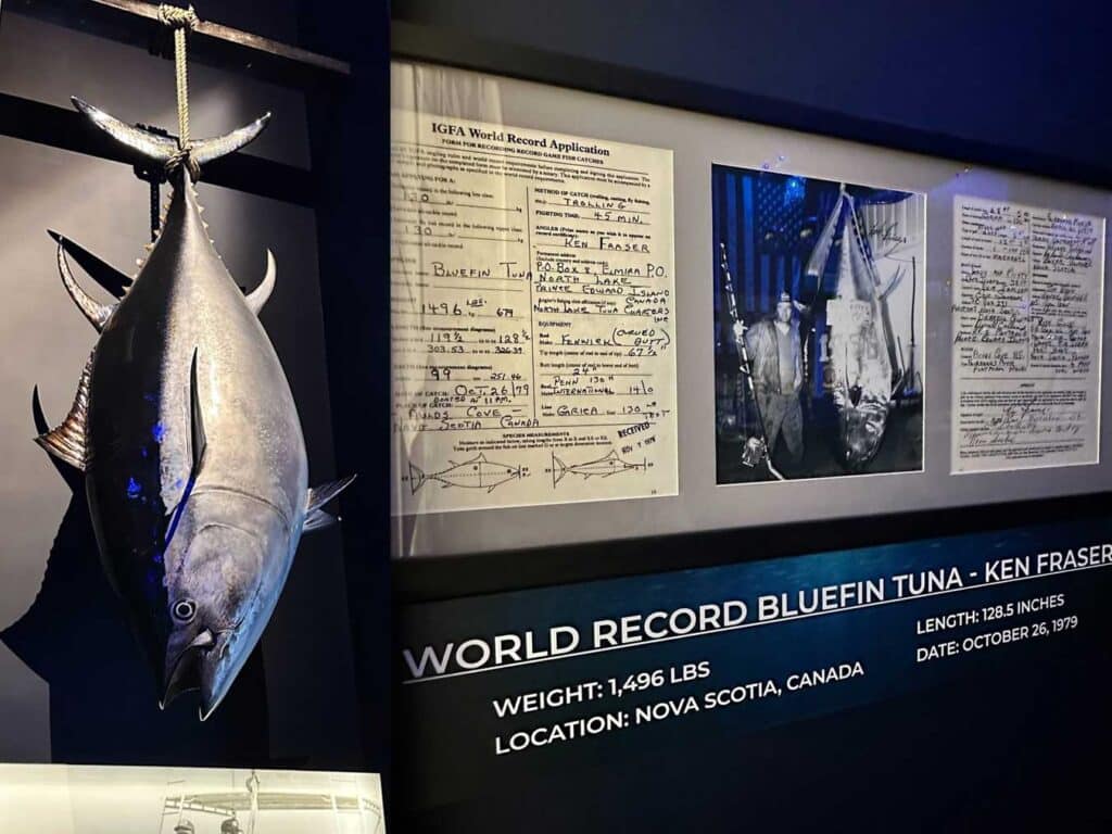 Replica of Ken Frasers record bluefin tuna.