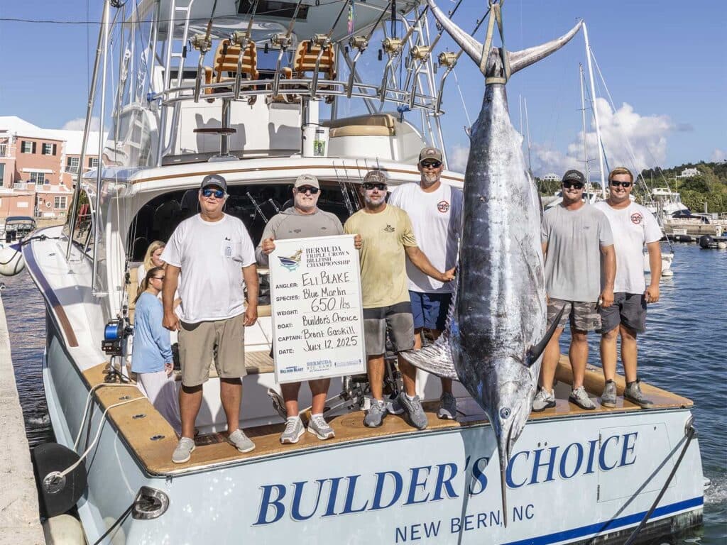 Team Builders Choice next to a large blue marlin being weighed.