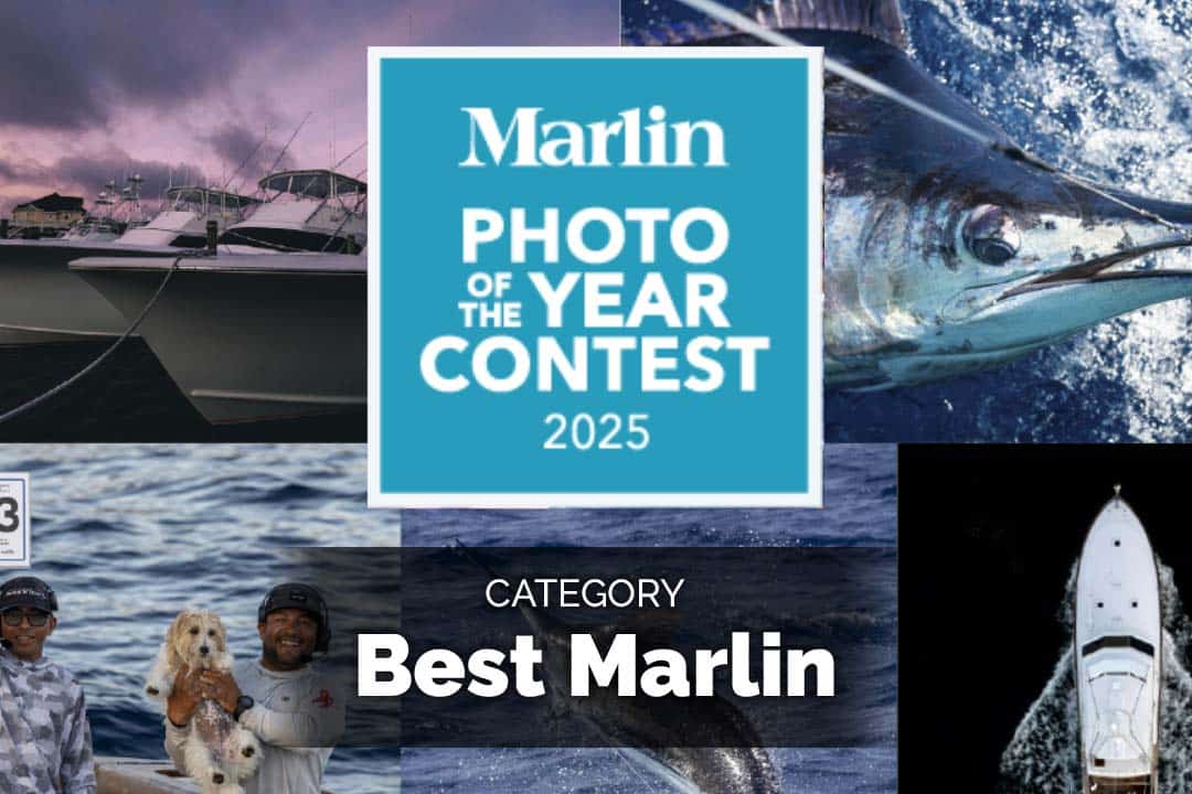 Marlin Photo of the Year Contest, Marlin Category