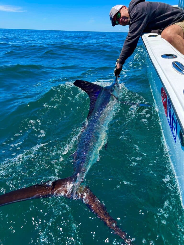 Photo of an angler pulling a marlin boatside.