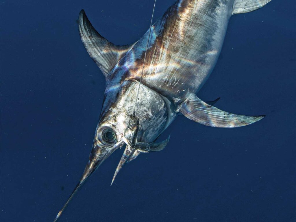Underwater image of a California Broadbill Swordfish