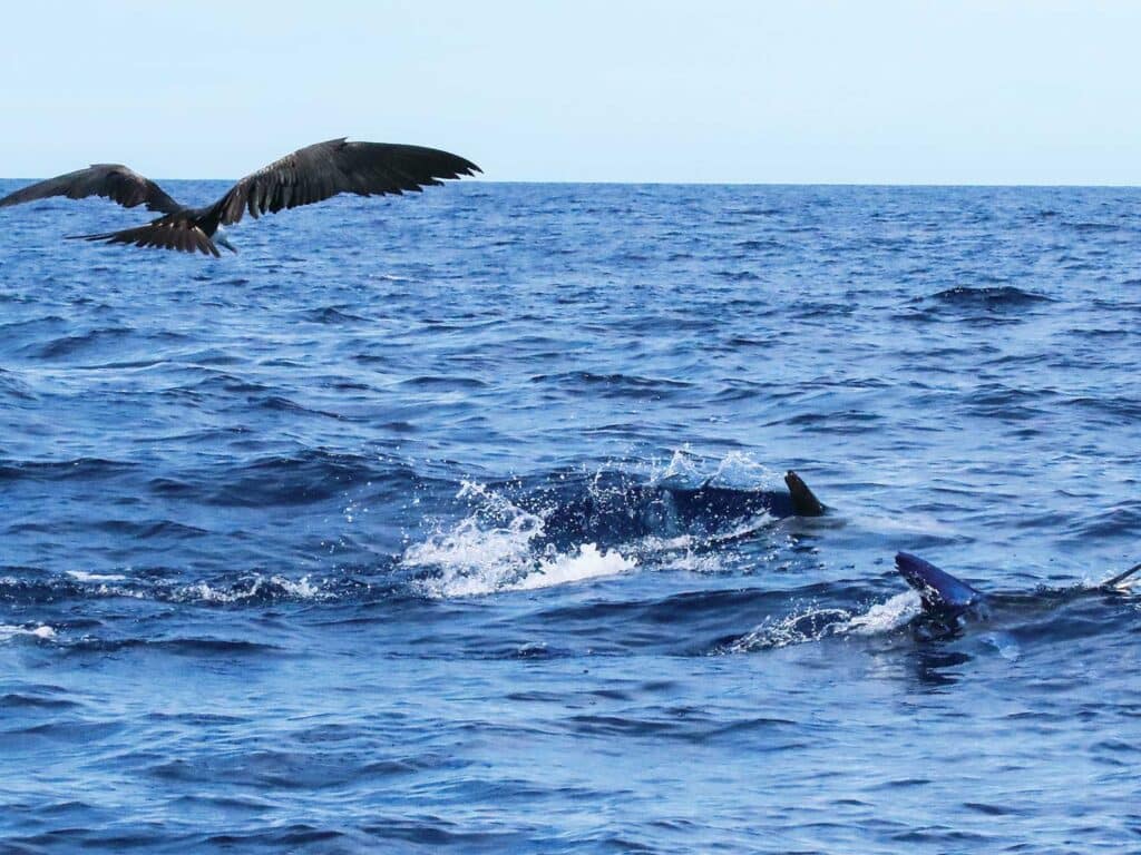 Sea birds flocking around a swarm of billfish.